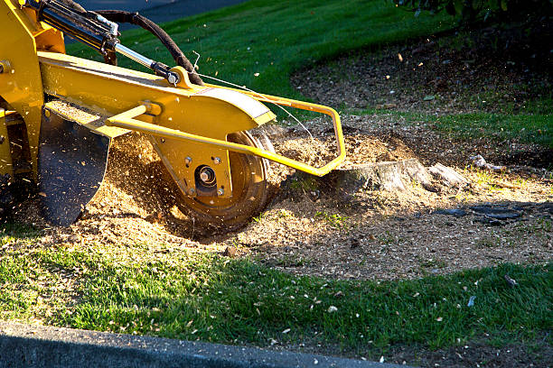 Reliable East Washington, PA  Tree Services Solutions